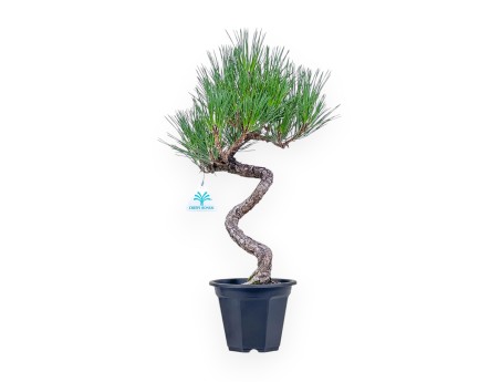 Bonsai di Pinus thunbergii - Pino nero %separator% %category%