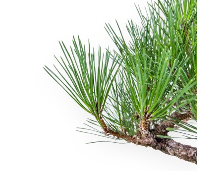 Bonsai di Pinus thunbergii - Pino nero %separator% %category%