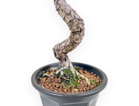 Pinus thunbergii bonsai – Black pine %separator% %category%