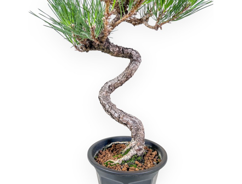 Bonsai di Pinus thunbergii - Pino nero %separator% %category%