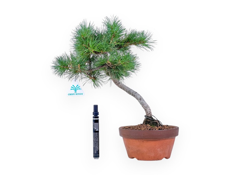 Bonsai di Pinus Pentaphylla %separator% %category%