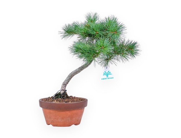 Bonsái de Pinus pentaphylla %separator% %category%