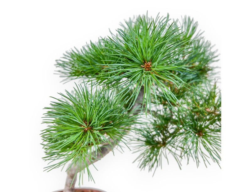 Pinus pentaphylla bonsai %separator% %category%