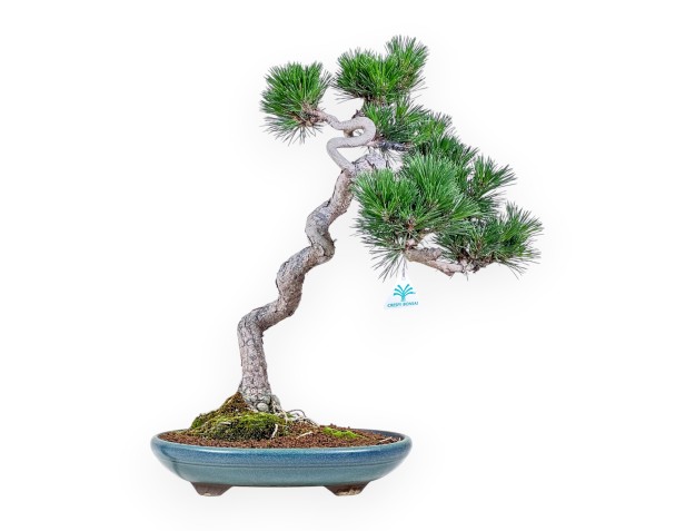 Bonsai di Pinus thunbergii senjomaru %separator% %category%