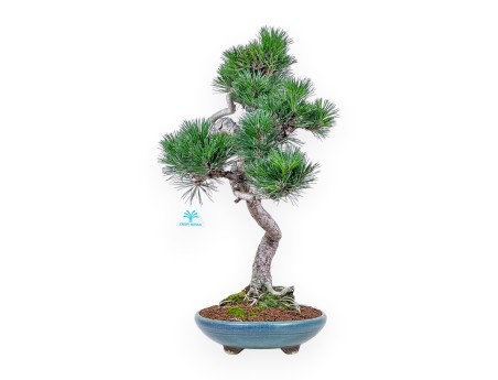 Pinus thunbergii Senjomaru bonsai %separator% %category%