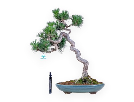 Bonsai di Pinus thunbergii senjomaru %separator% %category%