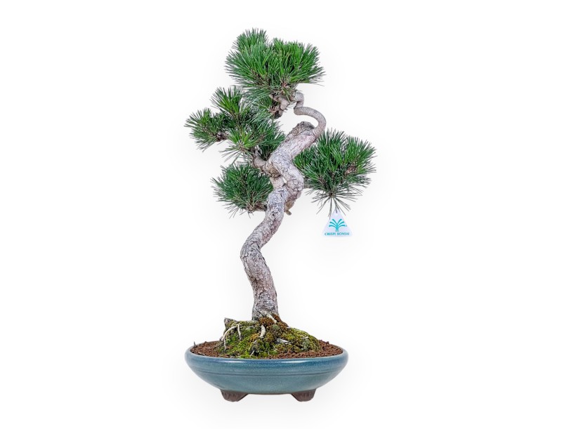 Pinus thunbergii senjomaru-bonsai %separator% %category%