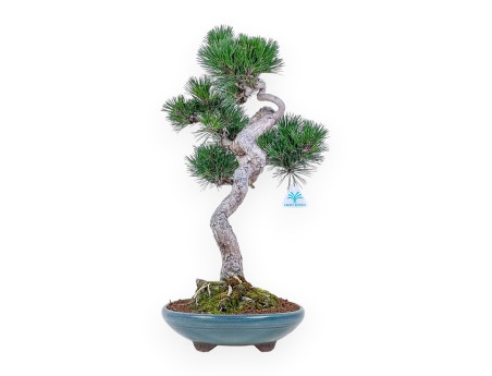Bonsai di Pinus thunbergii senjomaru %separator% %category%