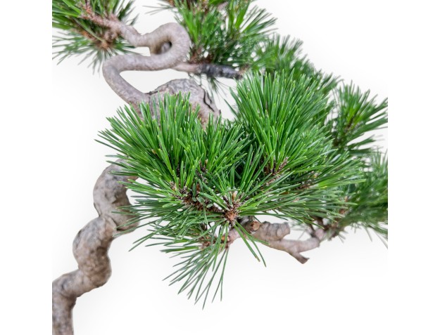 Bonsai di Pinus thunbergii senjomaru %separator% %category% 2