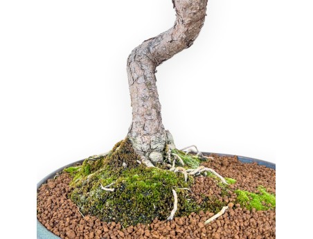 Bonsai di Pinus thunbergii senjomaru %separator% %category%