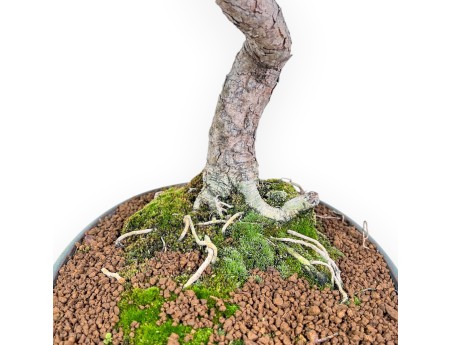 Bonsai di Pinus thunbergii senjomaru %separator% %category%