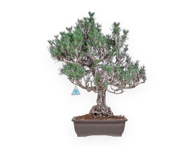 Pinus thunbergii ‘Kotobuki’ bonsai %separator% %category%