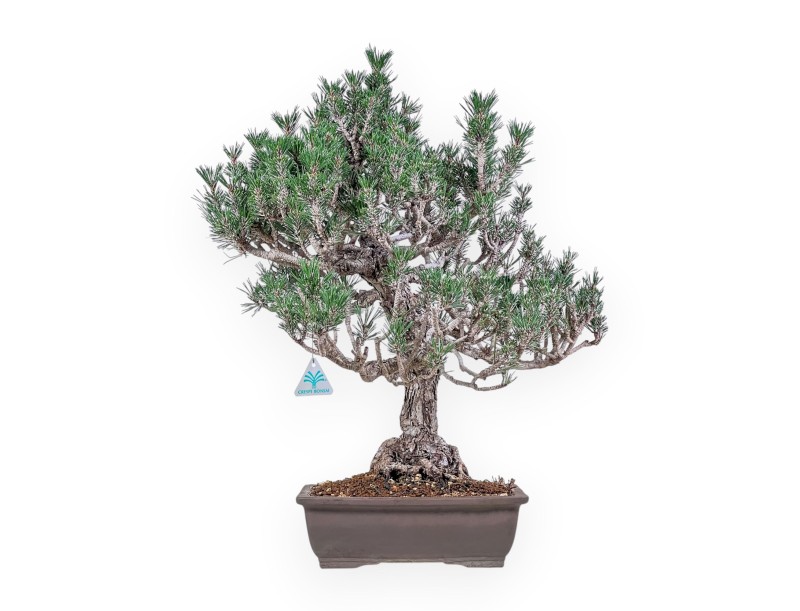 Bonsai di Pinus thunbergii kotobuki %separator% %category%