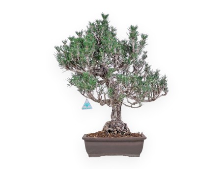 Bonsai aus Pinus thunbergii „Kotobuki“ %separator% %category%