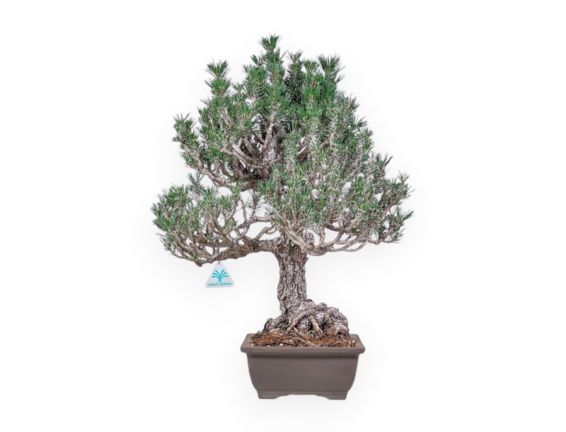 Bonsai di Pinus thunbergii kotobuki %separator% %category%