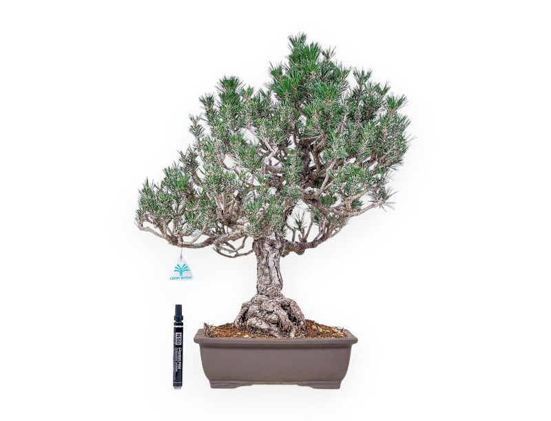 Bonsai di Pinus thunbergii kotobuki %separator% %category%