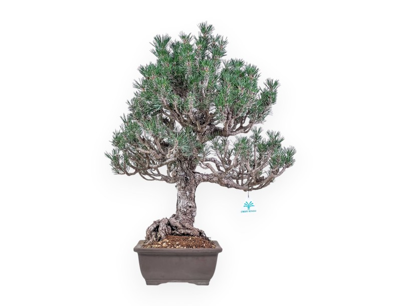 Bonsai di Pinus thunbergii kotobuki %separator% %category%