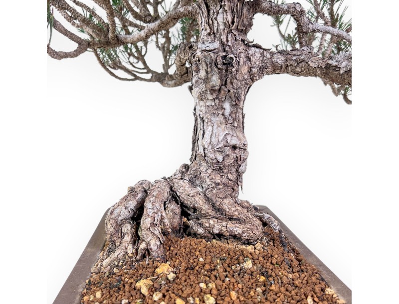 Bonsai di Pinus thunbergii kotobuki %separator% %category%