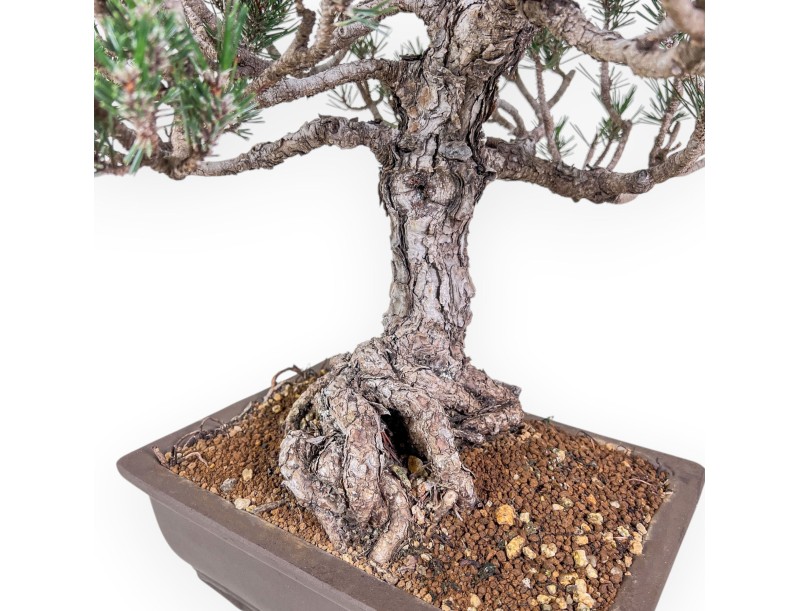 Bonsai di Pinus thunbergii kotobuki %separator% %category%