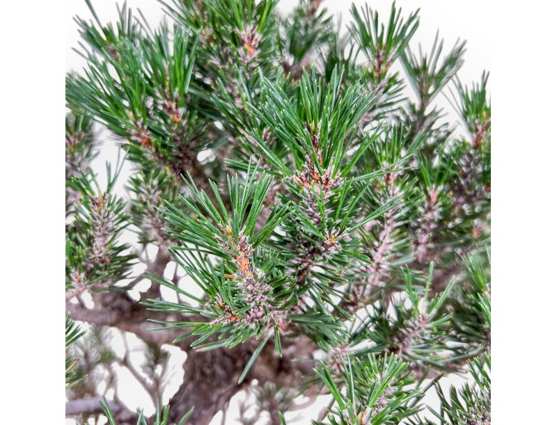 Bonsai di Pinus thunbergii kotobuki %separator% %category%