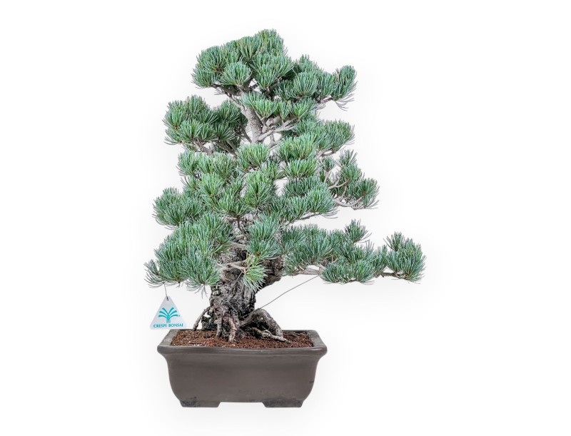 Bonsai di Pinus pentaphylla %separator% %category%
