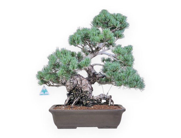 Bonsai di Pinus pentaphylla %separator% %category%