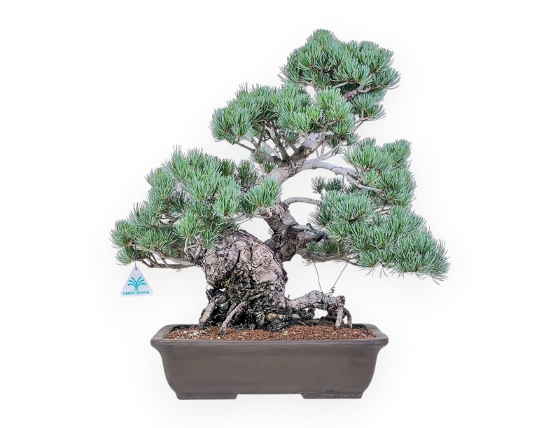 Bonsai di Pinus pentaphylla %separator% %category%