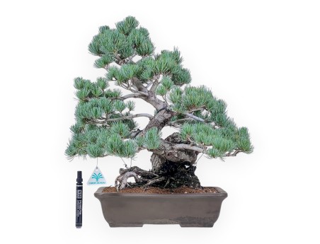 Bonsaï de Pinus pentaphylla %separator% %category%