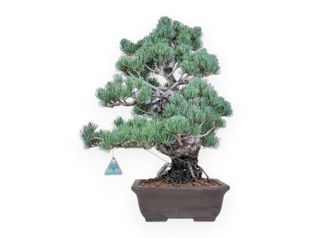Pinus pentaphylla bonsai %separator% %category%