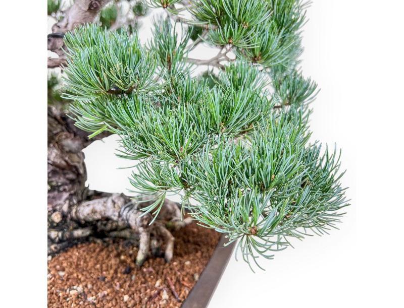 Bonsai di Pinus pentaphylla %separator% %category%