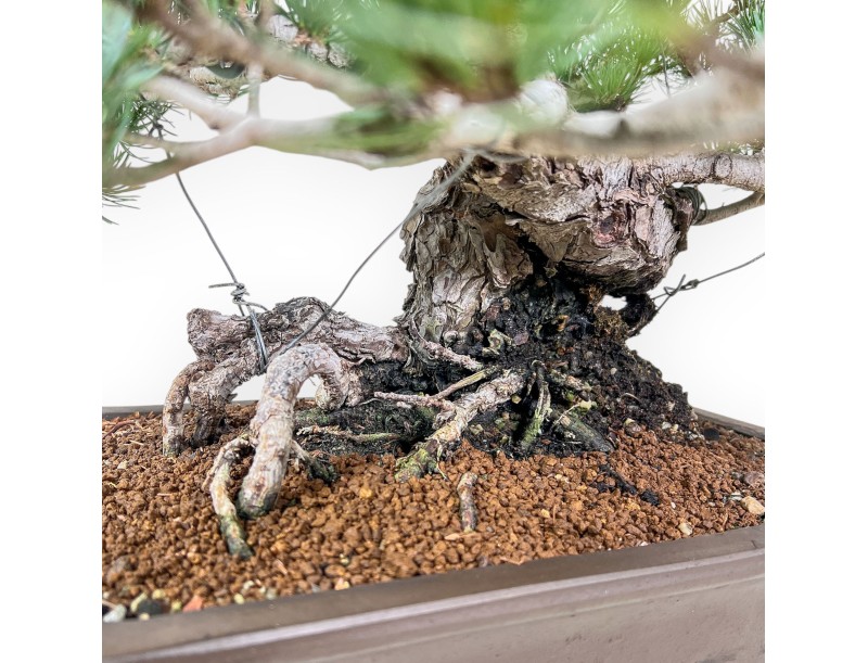 Bonsai di Pinus pentaphylla %separator% %category%