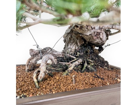 Bonsai di Pinus pentaphylla %separator% %category%