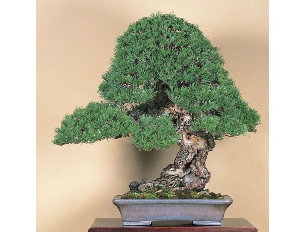 copy of Bonsai for beginners Milan - February 2025