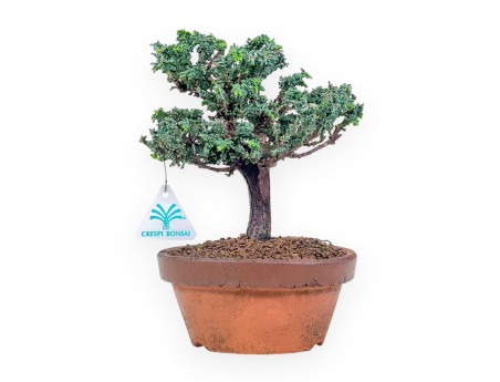 Bonsaï de Chamaecyparis sekka inoki %separator% %category%