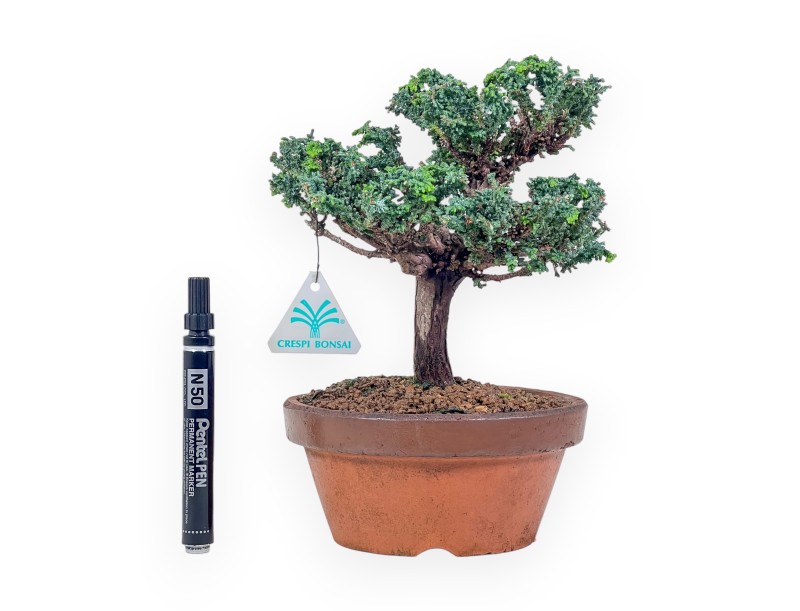 Bonsai van Chamaecyparis sekka inoki %separator% %category%