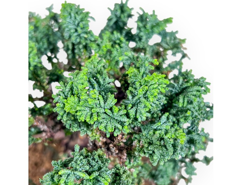 Chamaecyparis sekka inoki bonsai %separator% %category%