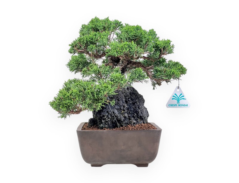 Bonsaï de Juniperus chinensis %separator% %category%