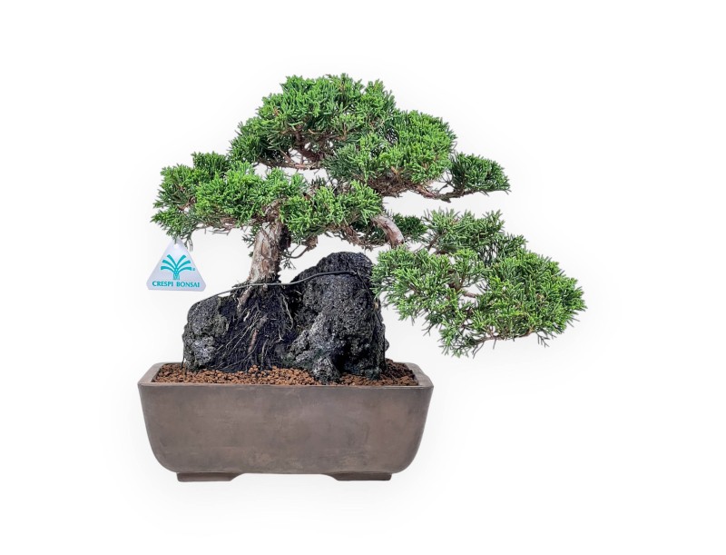 Juniperus chinensis bonsai %separator% %category%