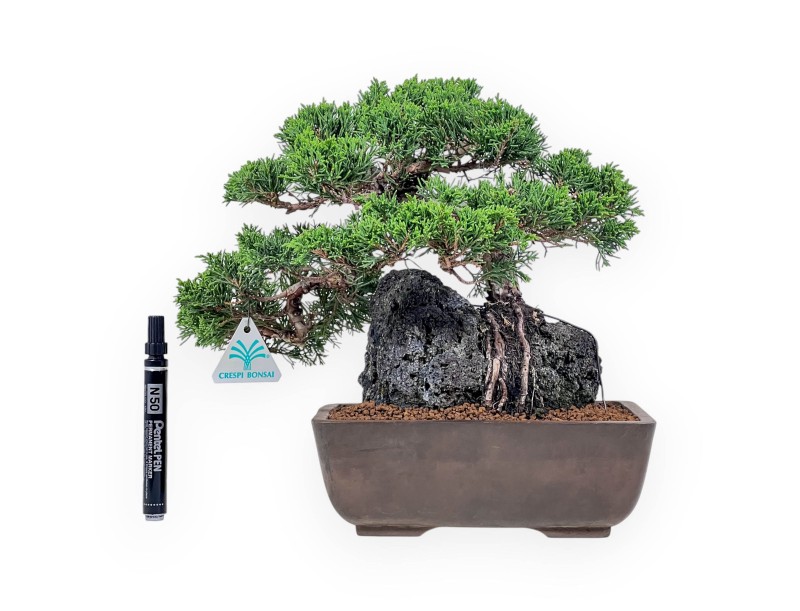 Bonsaï de Juniperus chinensis %separator% %category%