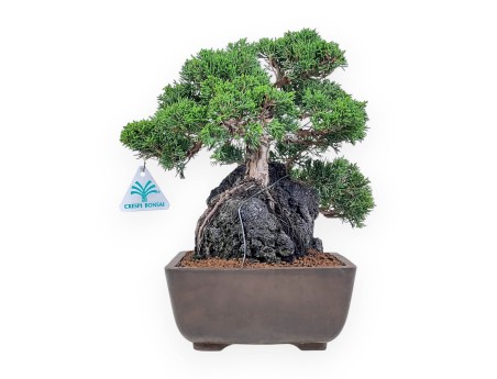 Bonsaï de Juniperus chinensis %separator% %category%
