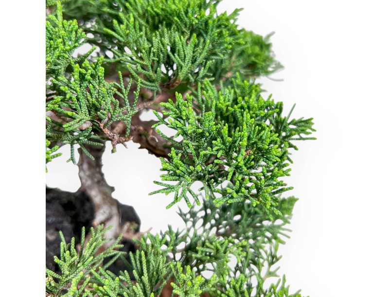 Bonsaï de Juniperus chinensis %separator% %category%