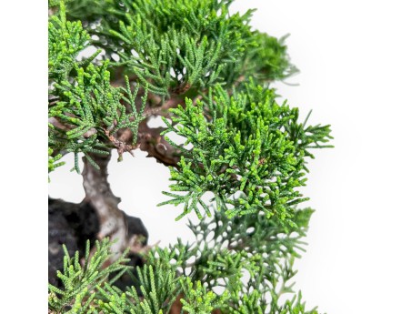 Juniperus chinensis bonsai %separator% %category%