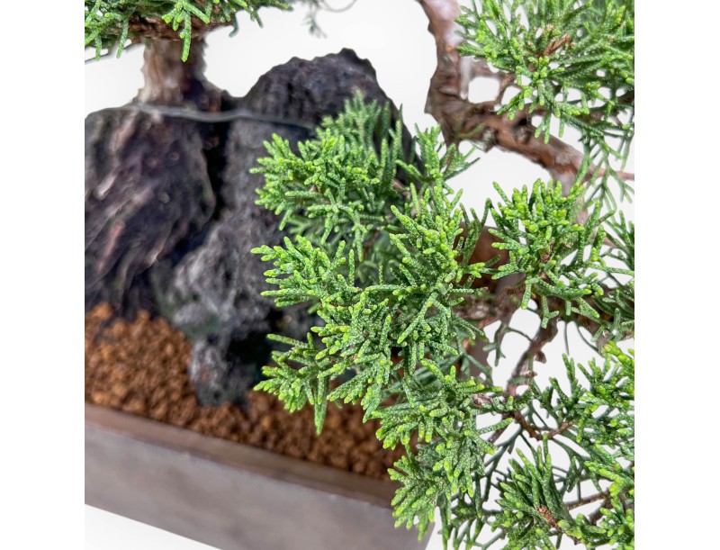 Juniperus chinensis bonsai %separator% %category%