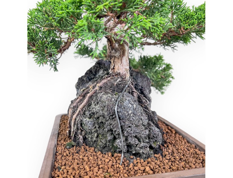 Juniperus chinensis bonsai %separator% %category%