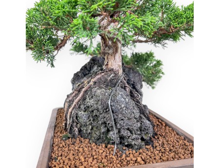 Juniperus chinensis Bonsai %separator% %category%