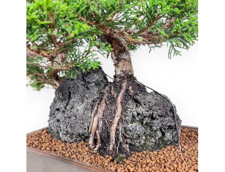 Juniperus chinensis Bonsai %separator% %category%