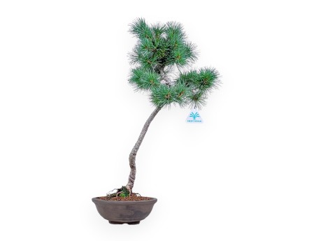 Pinus pentaphylla bonsai %separator% %category%