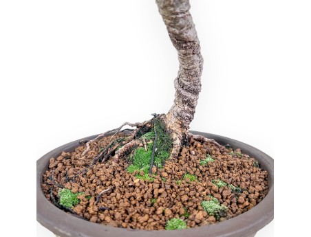 Pinus pentaphylla bonsai %separator% %category%