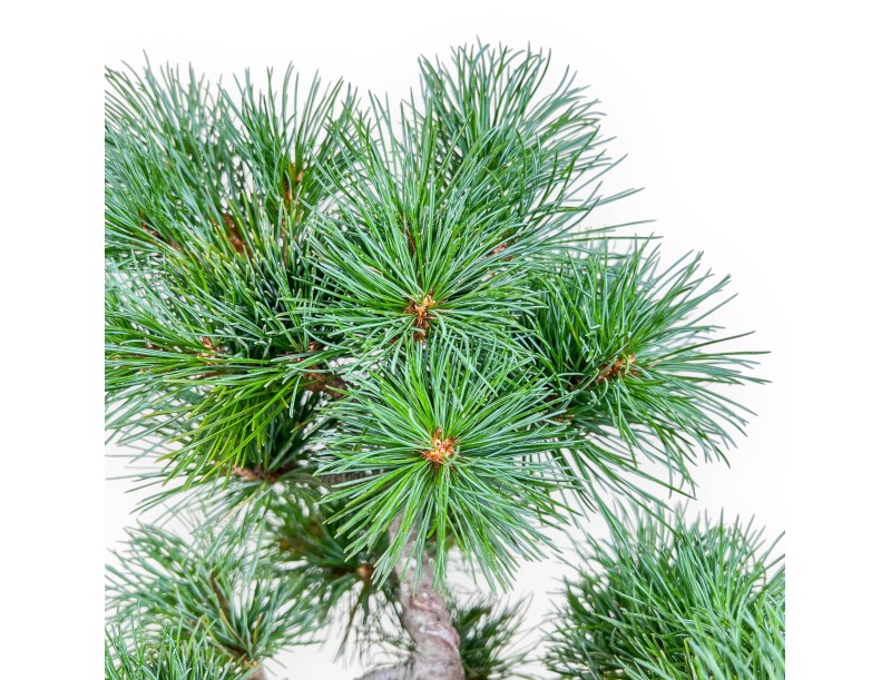 Bonsaï de Pinus pentaphylla %separator% %category%
