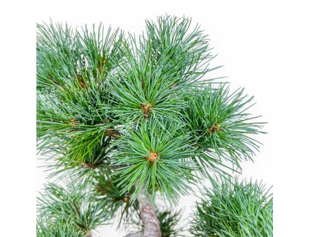 Pinus pentaphylla bonsai %separator% %category%